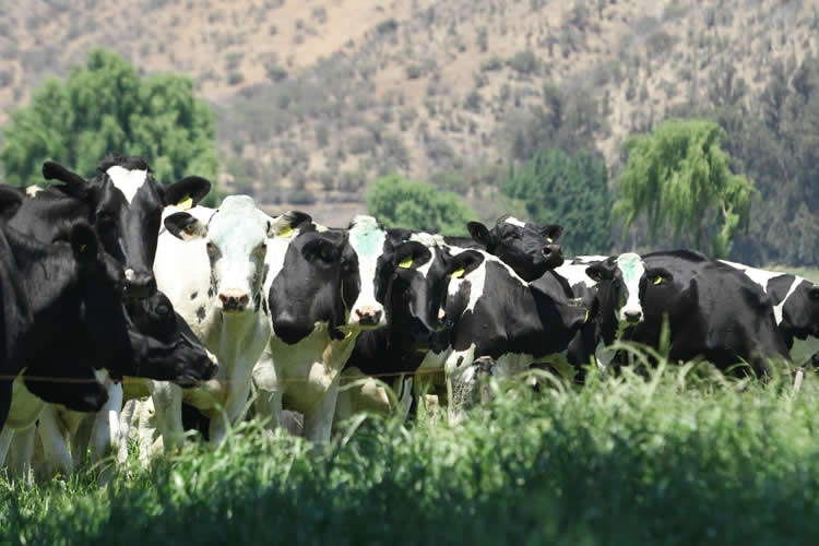 La recepción nacional de leche cruda crece 3,8% a febrero