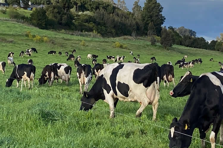 Chile será anfitrión de la Cumbre Mundial de la Leche 