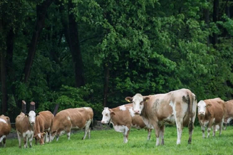 Precio de la leche en la UE anota alza interanual 15,5% a marzo  