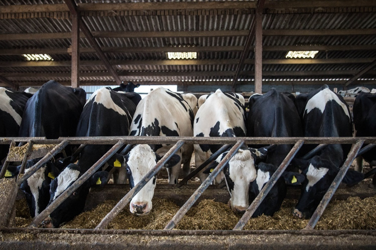 Arla Foods se fusiona con DMK Group y crean la cooperativa láctea más grande de Europa