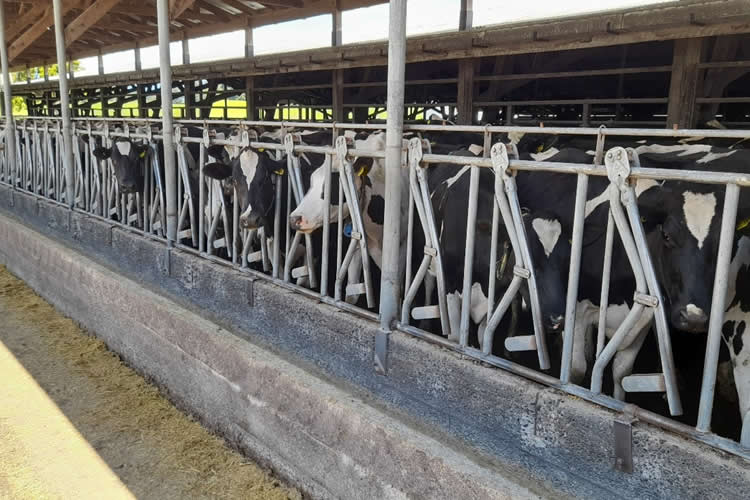 Producción nacional de leche cruda registra crecimiento a febrero 