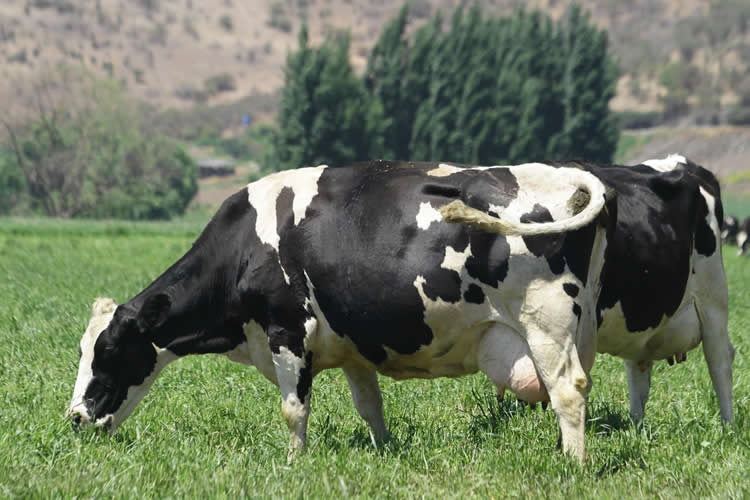 Precios de la leche cruda en el primer bimestre de 2025
