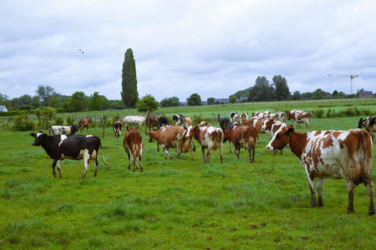 Producción de leche ecológica retrocede en Francia 