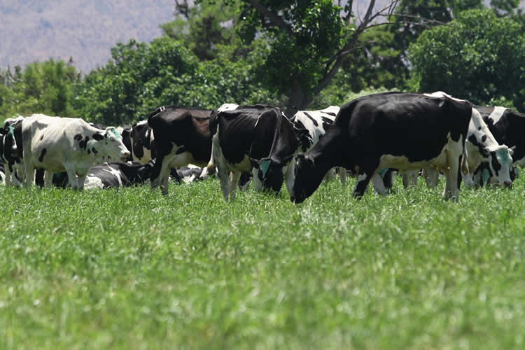 La producción nacional de leche cierra al alza el primer trimestre del año