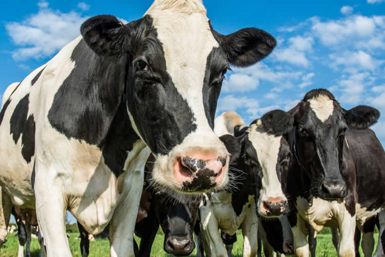 La producción de leche crece a nivel mundial