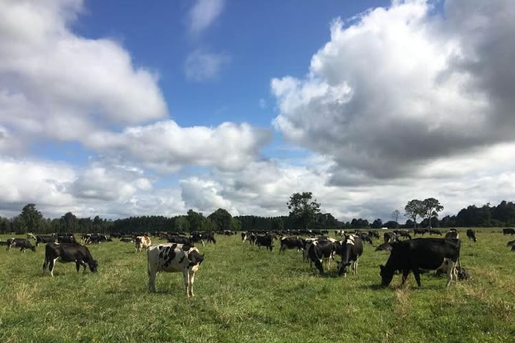 La producción de leche se mantiene al alza, liderada por Los Ríos y Los Lagos