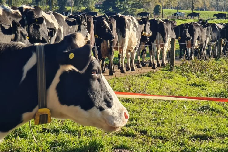 Producción de leche en Chile aumenta un 8,1% al mes de julio 