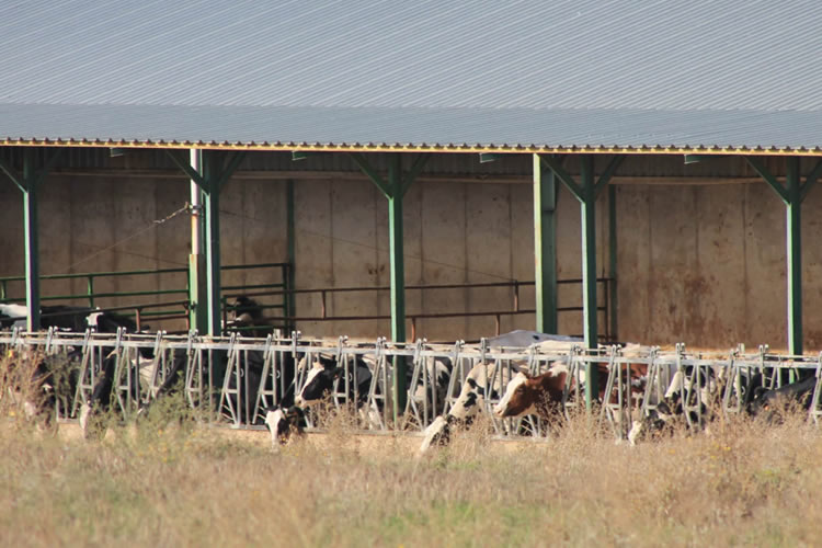 El precio medio de la leche en Europa anota nuevo ascenso en agosto