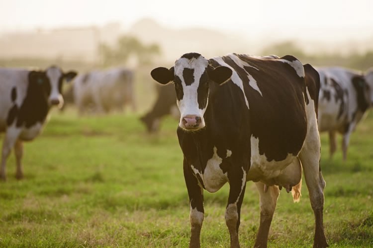 Subdirector general de la FAO: “Si queremos sostenibilidad, las políticas no pueden diseñarse sin los agricultores” 
