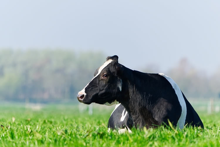 Precio que reciben los productores de leche cae 1,4 % al tercer trimestre 