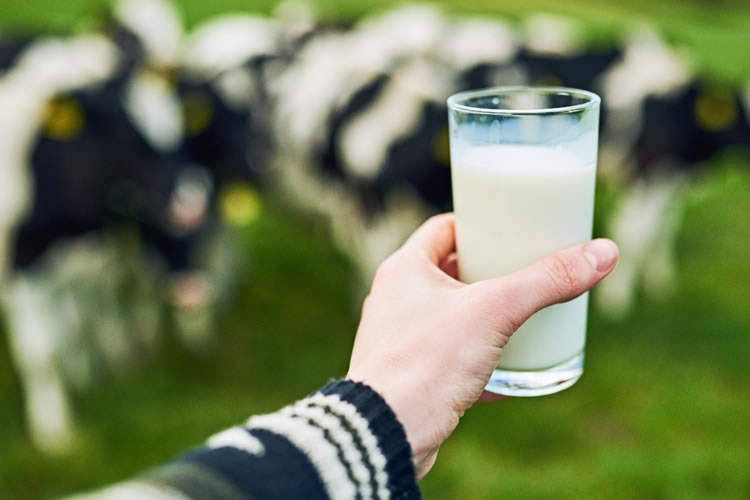 Recepción lechera sube, pero productores advierten estancamiento en precios