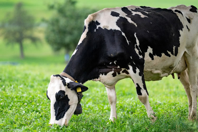 El precio de la leche en la UE acumula un alza de 7,7 frente a 2024 