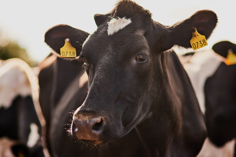 Gremios productivos exigen seguridad y crecimiento ante segunda vuelta presidencial