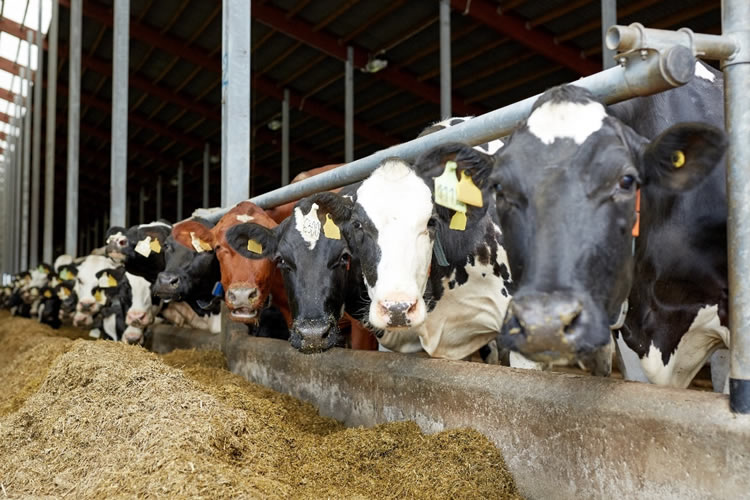En 2026, la producción de leche de la Unión Europea continuará contrayéndose, según USDA 
