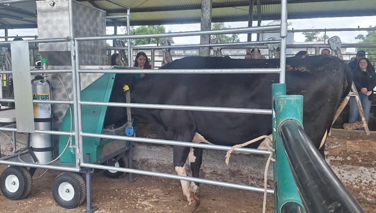 Estudio de aditivo con algas apunta a la carbono neutralidad en la producción lechera 