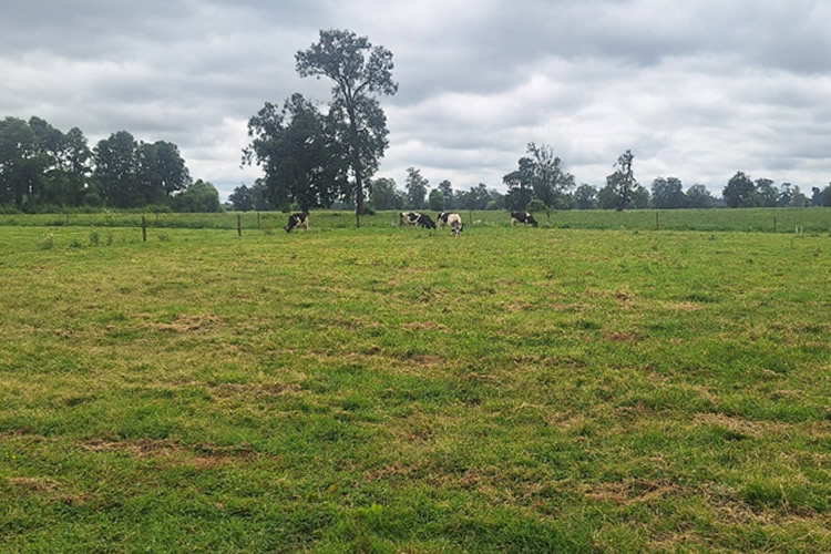 Producción de leche en Chile acumula alza de 7,3% al mes de octubre 