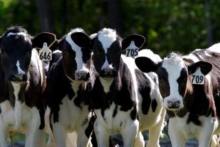 ¿Cómo detectar parásitos en el ganado? Señales para actuar a tiempo