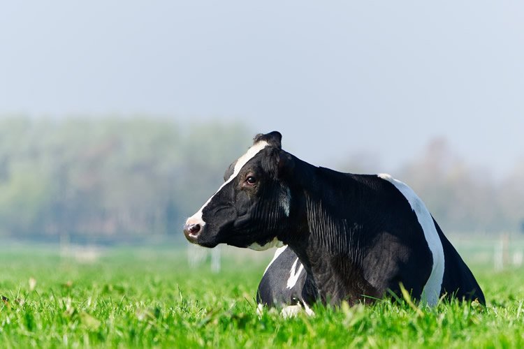 Diagnóstico confirma alto potencial del sector lácteo