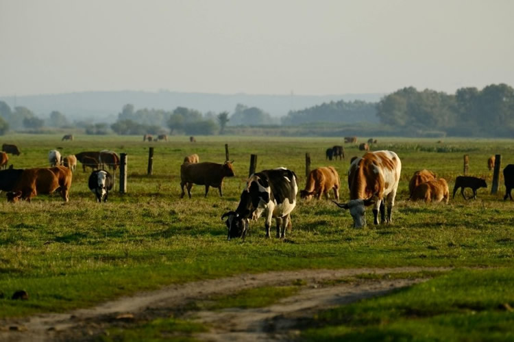 Presentan proyecto que usa IA para mejorar gestión de praderas en Los Ríos