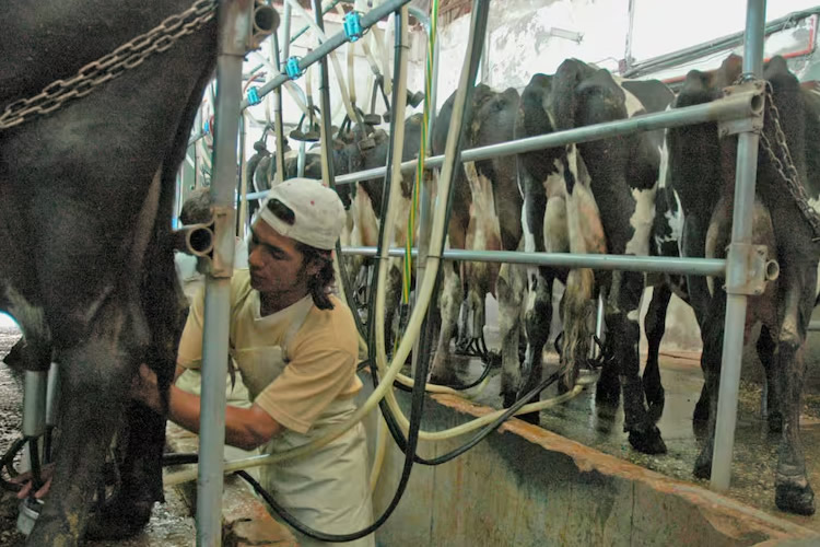 Argentina: La señal de alarma detrás del boom productivo de la lechería