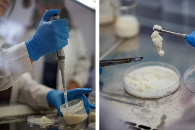 Una nueva oportunidad para quienes no pueden consumir lácteos: innovación alimentaria desarrollada en la UV