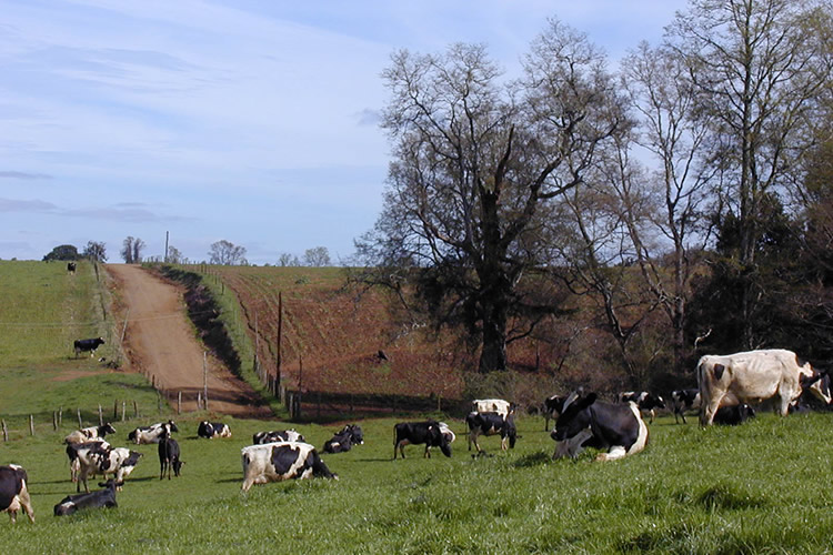 Lecheros trazan su hoja de ruta gremial para 2026: entre la urgencia de los incendios y el desafío de la rentabilidad