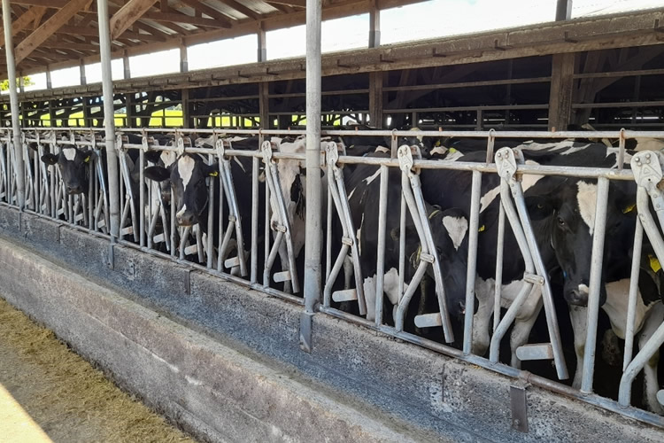 Producción regional de leche cruda registra alza generalizada durante 2025
