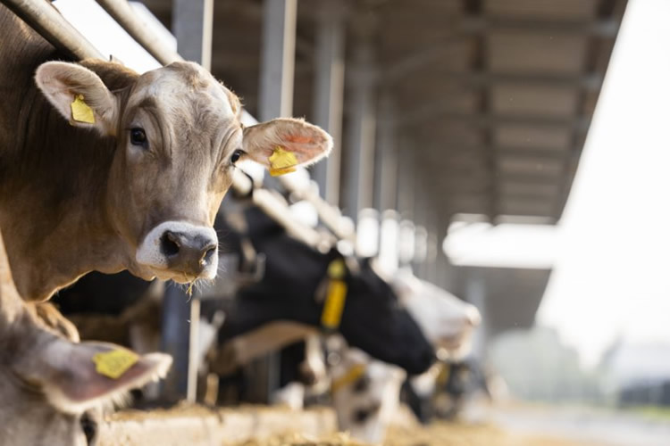 El conflicto entre Estados Unidos e Irán plantea desafíos indirectos para el sector lácteo