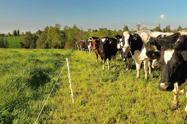 Proyectan buena producción de leche y carne por alto rendimiento de praderas