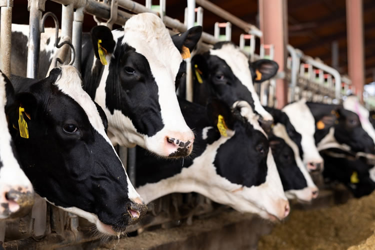 El repunte de los precios internacionales indica un impulso para el sector lácteo