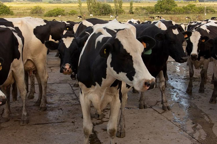 Acuerdo con Unión Europea puede afectar “negativamente” a la lechería uruguaya