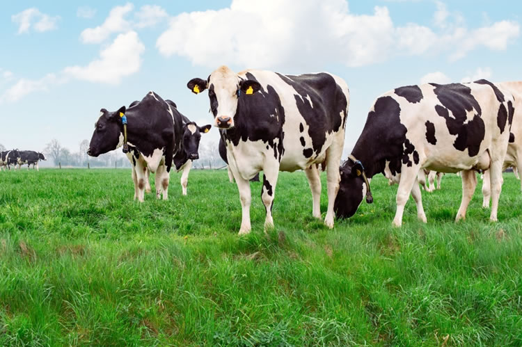 Recepción de leche cruda crece 3,3% en enero de 2026, impulsada por condiciones climáticas favorables