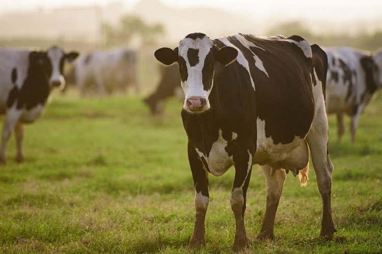 Precio real de la leche al productor cae 2,6% en enero de 2026, con retroceso generalizado en regiones