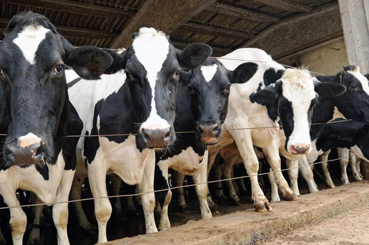 Actualización Mundial de Productos Lácteos, marzo 2026: Los precios de los productos lácteos suben a pesar de la producción récord de leche