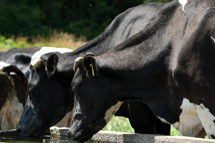 Fedeleche analiza la situación actual de la producción nacional de leche