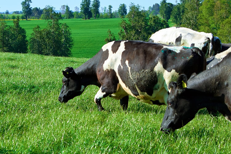 Opinión | Un gremio a la altura de los nuevos desafíos del sector lácteo
