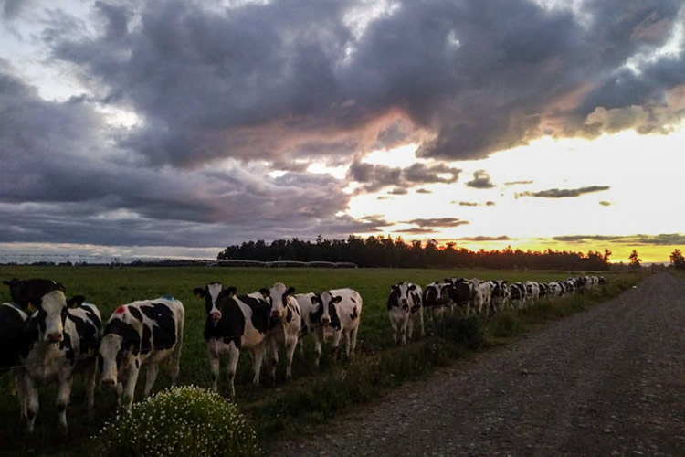 Precio real al productor de leche registra baja de 2,7 % al mes de febrero 2026