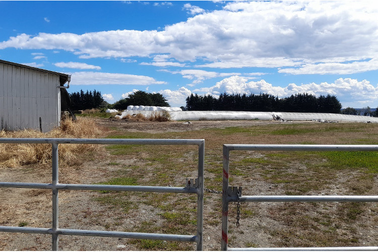 La rentabilidad de las lecherías se complica este año por alza de hasta 70% en valor de fertilizantes