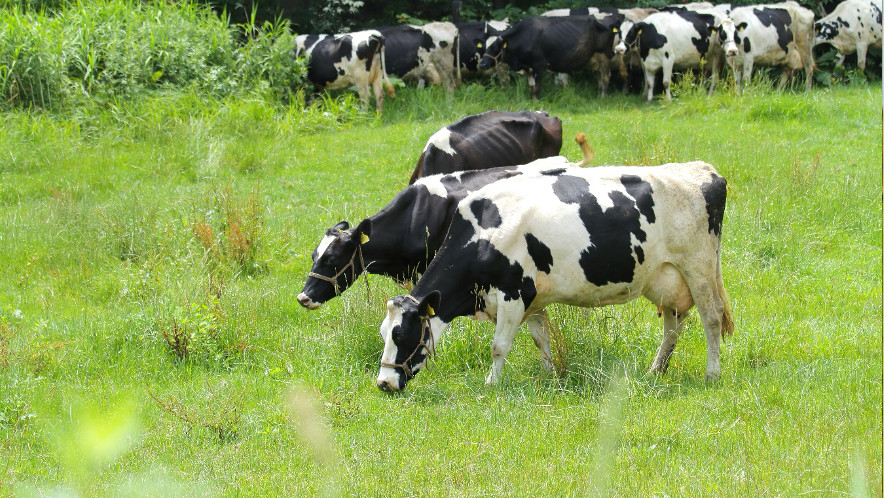 Precio de la leche en la Unión Europea disminuyó un 2,7% en febrero 
