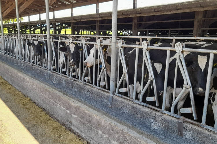 Producción de leche cruda continua al alza, pero con variación mixta en regiones