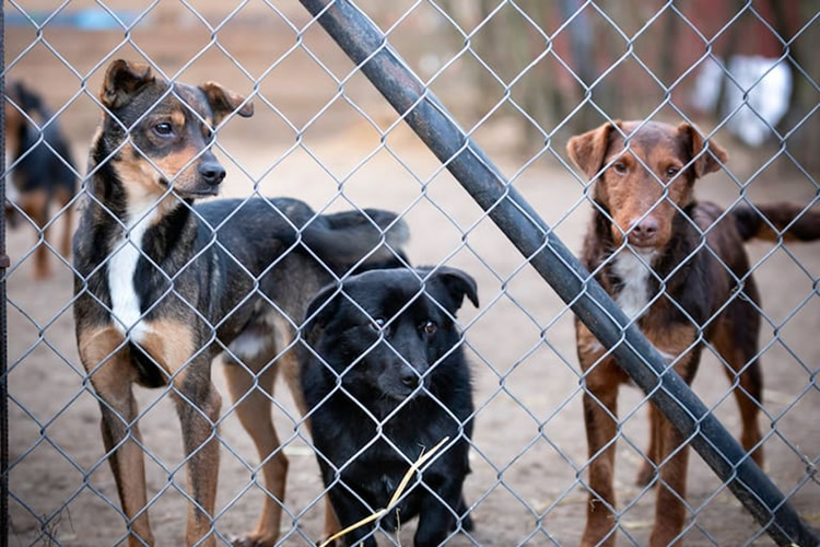 Informe UC abre debate por control de perros abandonados: propone eutanasia para casos puntuales