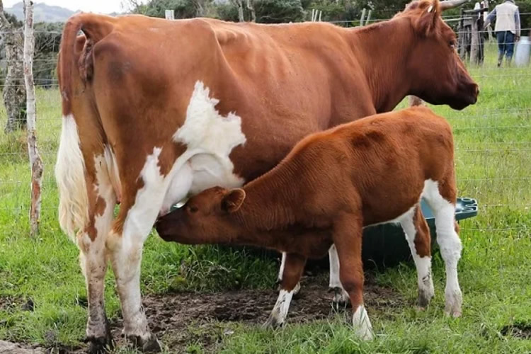 Llaman a agricultores y ganaderos a contratar a tiempo los seguros agropecuarios