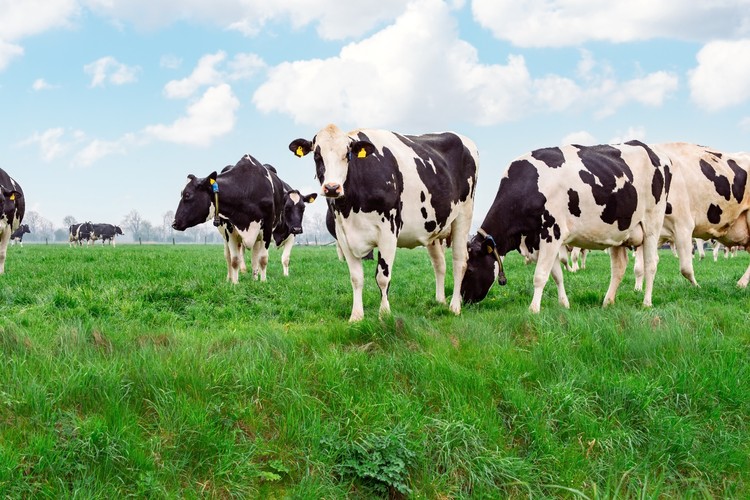 Recepción de leche cruda crece 4,5% el primer trimestre del año  