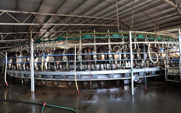 La disciplina en los costes se vuelve crucial para los productores lecheros
