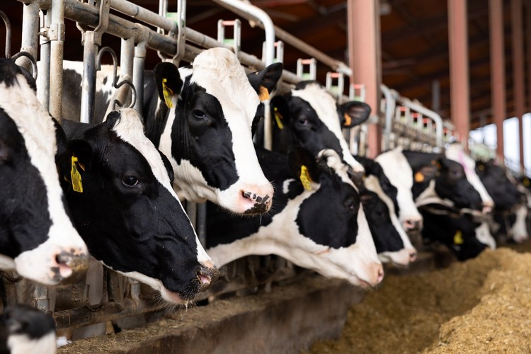 Opinión | Facturas falsas: una amenaza silenciosa para la agricultura ✍️