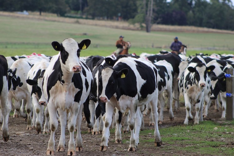 Gore Los Lagos impulsa inversión para erradicar la brucelosis bovina