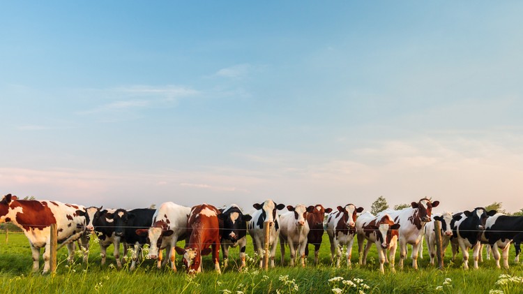 Europa ajusta el precio de la leche: España lidera la mayor caída del bloque