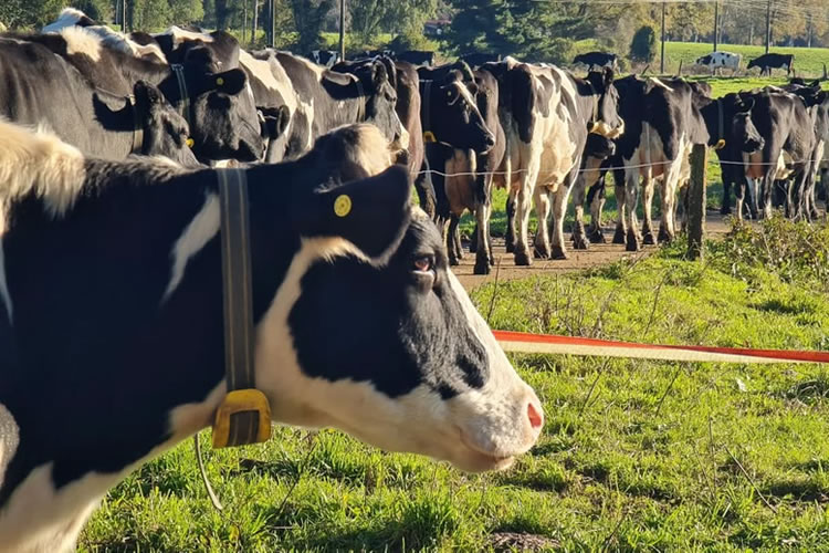 Recepción nacional de leche cruda acumula alza de 4,0% al primer cuatrimestre del año 