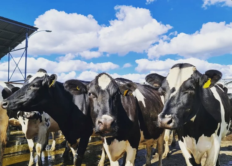 La producción mundial de leche perdería impulso en 2026 tras el fuerte crecimiento registrado en 2025
