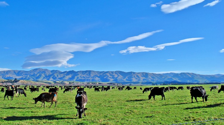 La producción de leche de Nueva Zelanda va por un año récord 